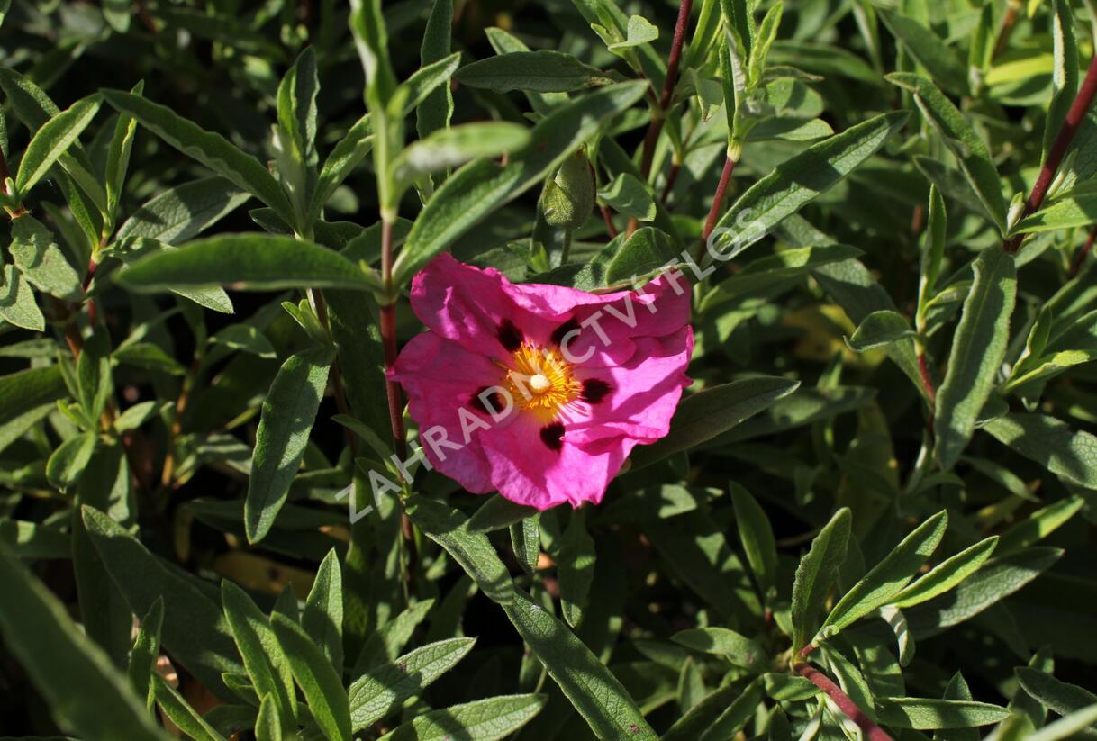 Cist, skalní růže - Cistus purpureus