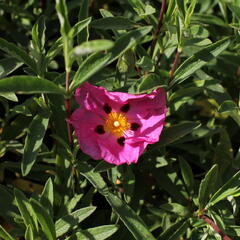 Cist, skalní růže - Cistus purpureus