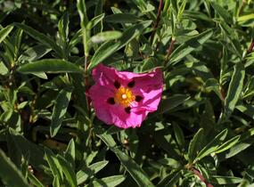 Cist, skalní růže - Cistus purpureus
