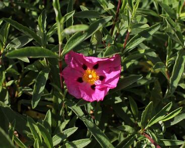 Cist, skalní růže