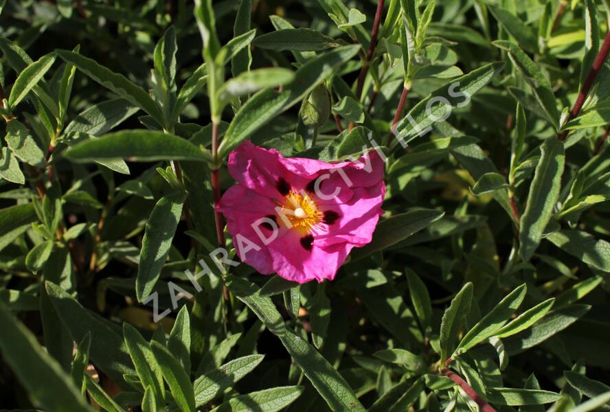 Cist, skalní růže - Cistus purpureus