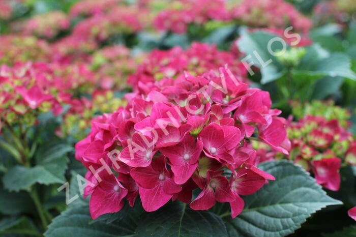 Hortenzie velkolistá 'Hot Red' - Hydrangea macrophylla 'Hot Red'
