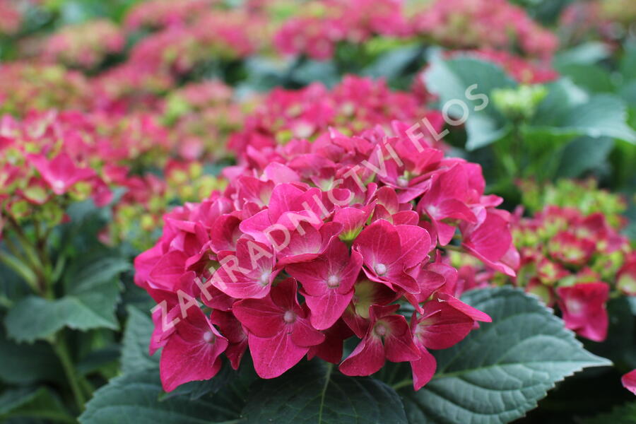 Hortenzie velkolistá 'Hot Red' - Hydrangea macrophylla 'Hot Red'