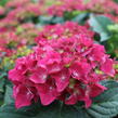 Hortenzie velkolistá 'Hot Red' - Hydrangea macrophylla 'Hot Red'