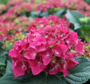 Hortenzie velkolistá 'Hot Red' - Hydrangea macrophylla 'Hot Red'