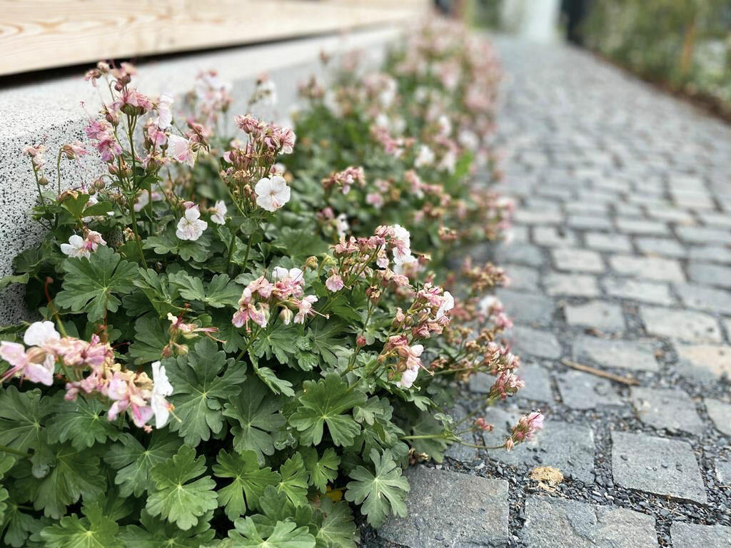 Geranium x cantabrigiense ''''St Ola''''