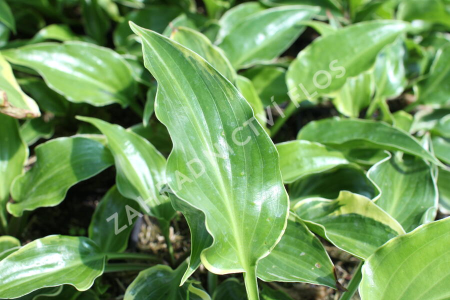 Bohyška 'Sugar and Spice' - Hosta 'Sugar and Spice'