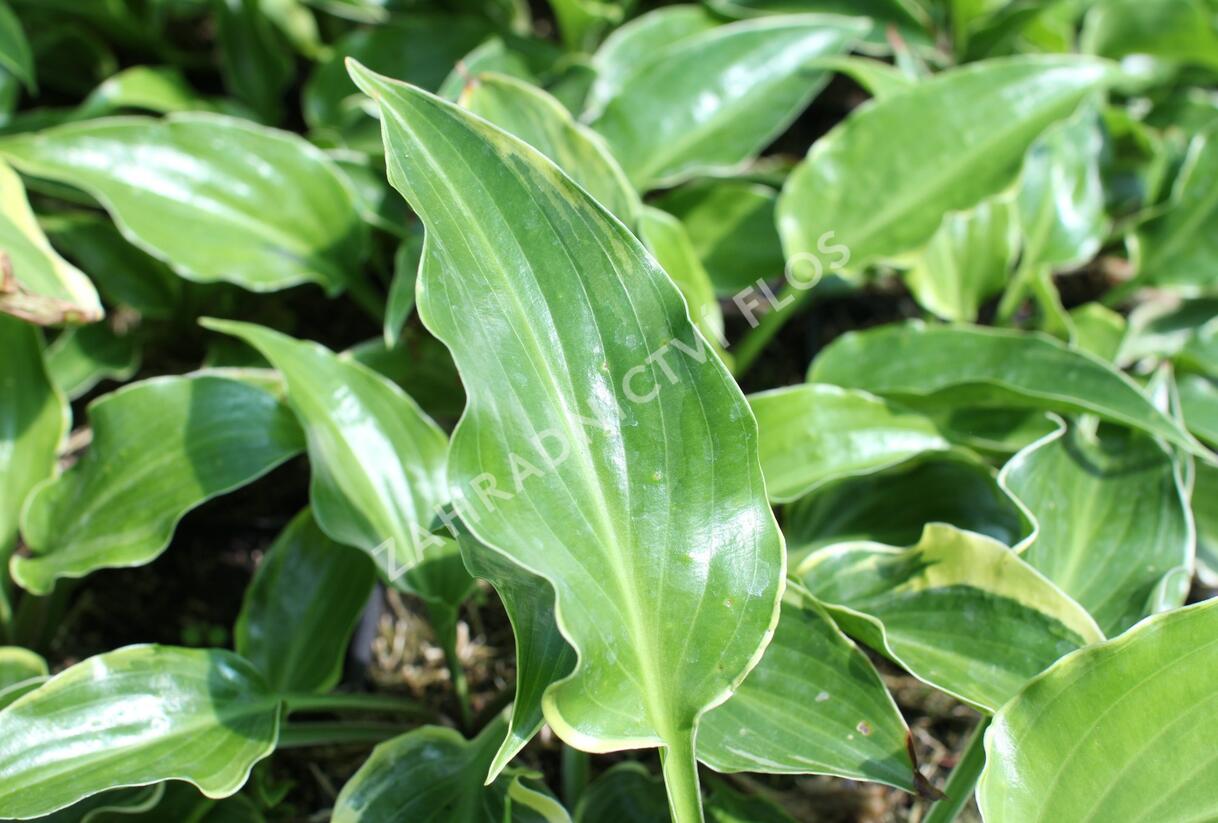 Bohyška 'Sugar and Spice' - Hosta 'Sugar and Spice'