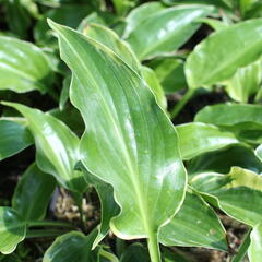 Bohyška 'Sugar and Spice' - Hosta 'Sugar and Spice'