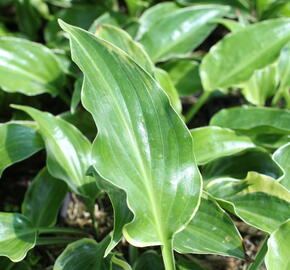 Bohyška 'Sugar and Spice' - Hosta 'Sugar and Spice'