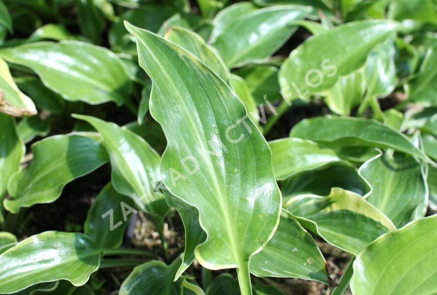 Bohyška 'Sugar and Spice' - Hosta 'Sugar and Spice'