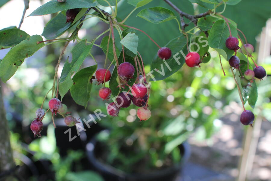 Muchovník hladký 'Ballerina' - Amelanchier laevis 'Ballerina'