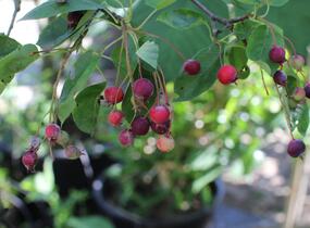 Muchovník hladký 'Ballerina' - Amelanchier laevis 'Ballerina'