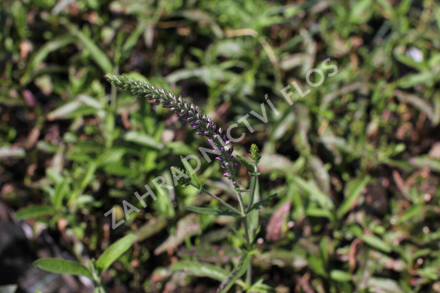 Rozrazil dlouholistý 'Eveline' - Veronica longifolia 'Eveline'