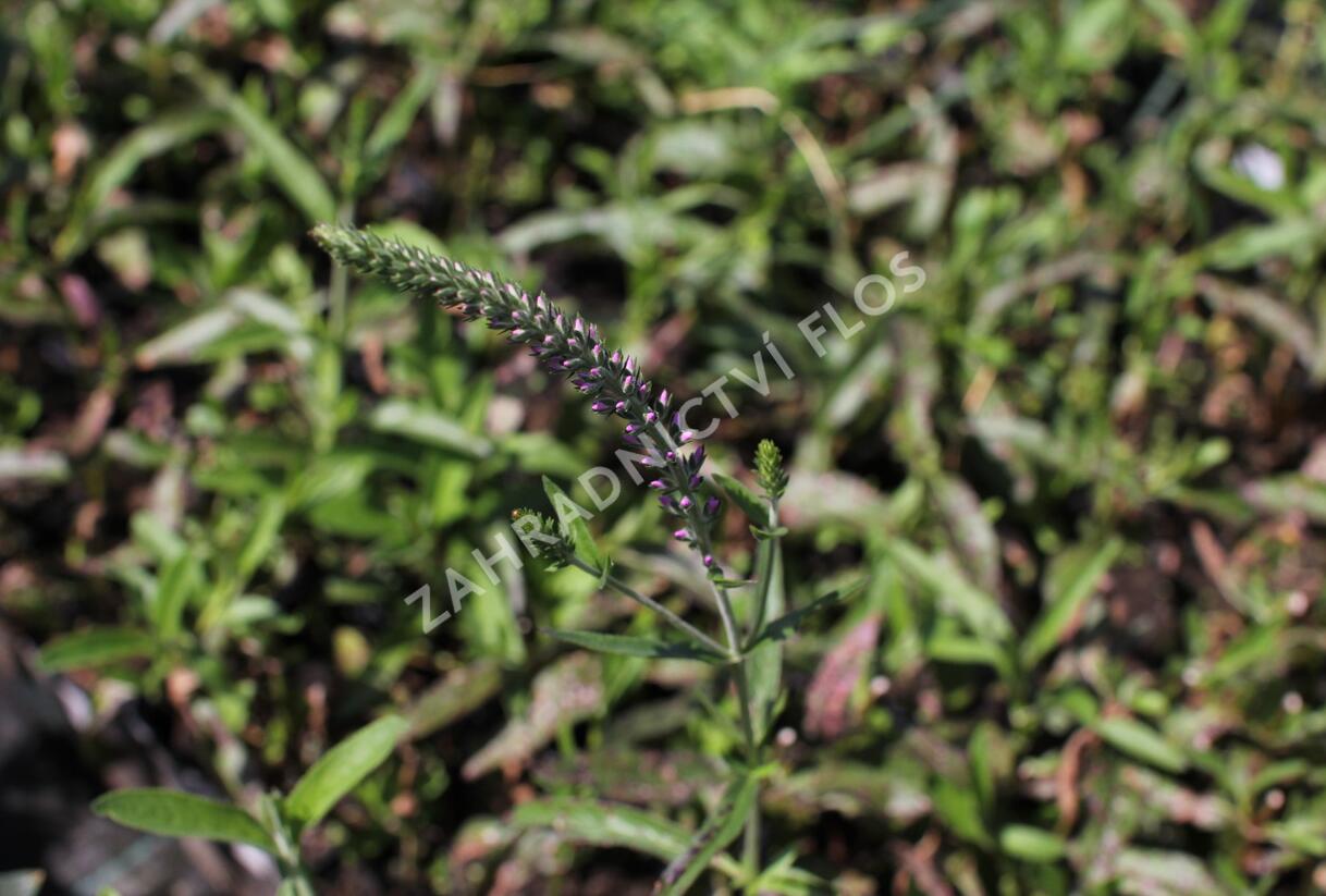 Rozrazil dlouholistý 'Eveline' - Veronica longifolia 'Eveline'