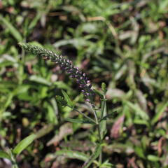 Rozrazil dlouholistý 'Eveline' - Veronica longifolia 'Eveline'