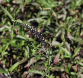 Rozrazil dlouholistý 'Eveline' - Veronica longifolia 'Eveline'