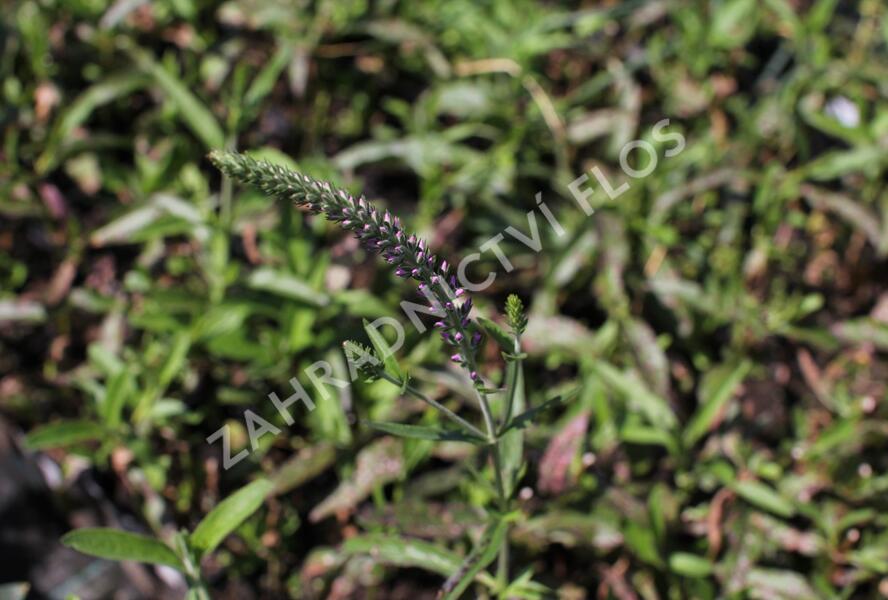 Rozrazil dlouholistý 'Eveline' - Veronica longifolia 'Eveline'