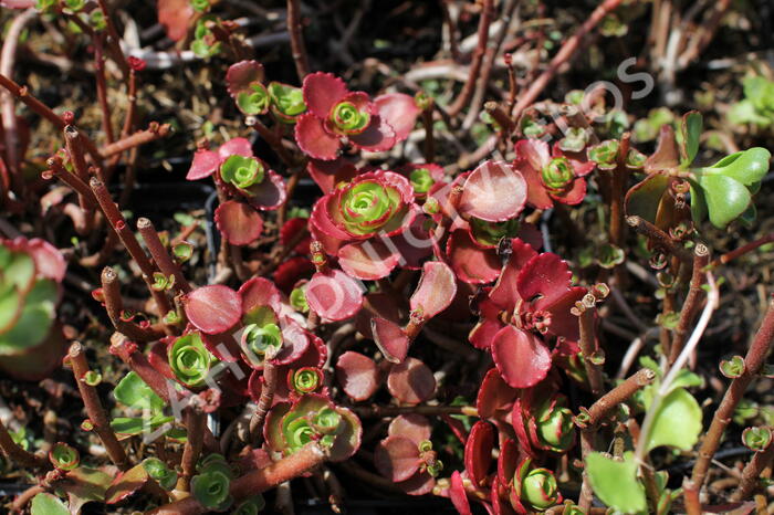 Rozchodník pochybný 'Dragon's Blood' - Sedum spurium 'Dragon's Blood'