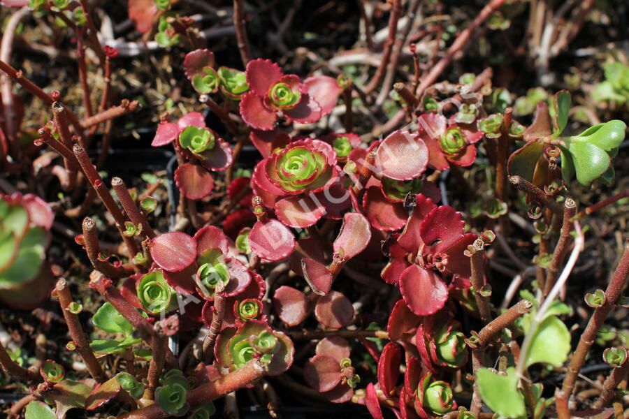 Rozchodník pochybný 'Dragon's Blood' - Sedum spurium 'Dragon's Blood'