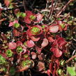 Rozchodník pochybný 'Dragon's Blood' - Sedum spurium 'Dragon's Blood'