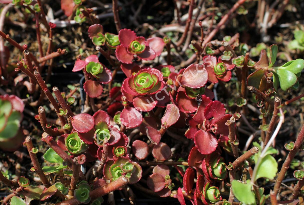 Rozchodník pochybný 'Dragon's Blood' - Sedum spurium 'Dragon's Blood'