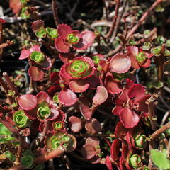 Rozchodník pochybný 'Dragon's Blood' - Sedum spurium 'Dragon's Blood'