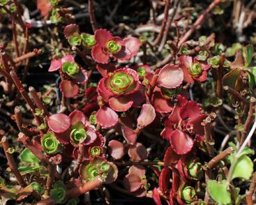 Rozchodník pochybný 'Dragon's Blood'