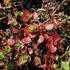 rozchodnik-pochybny-dragon-s-blood.jpg
