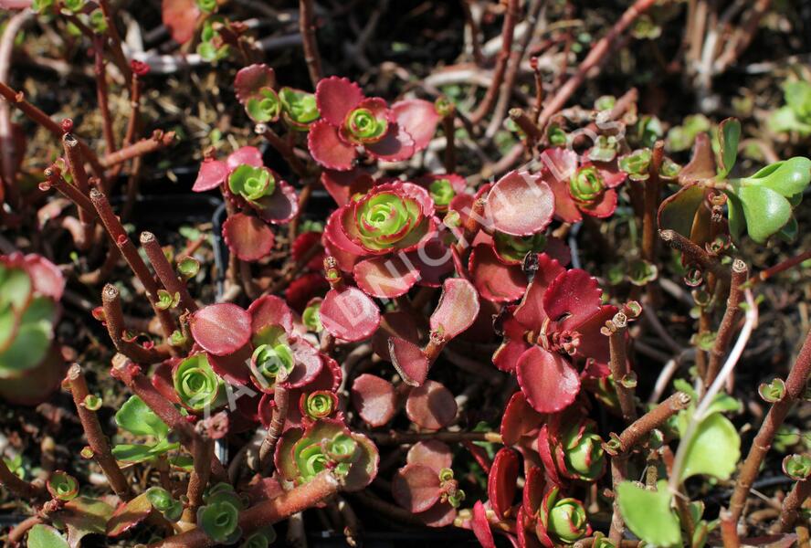 Rozchodník pochybný 'Dragon's Blood' - Sedum spurium 'Dragon's Blood'