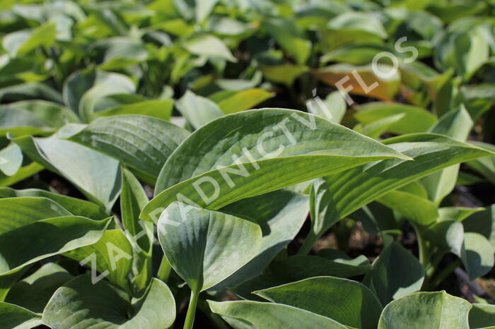 Bohyška 'Bressingham Blue' - Hosta 'Bressingham Blue'