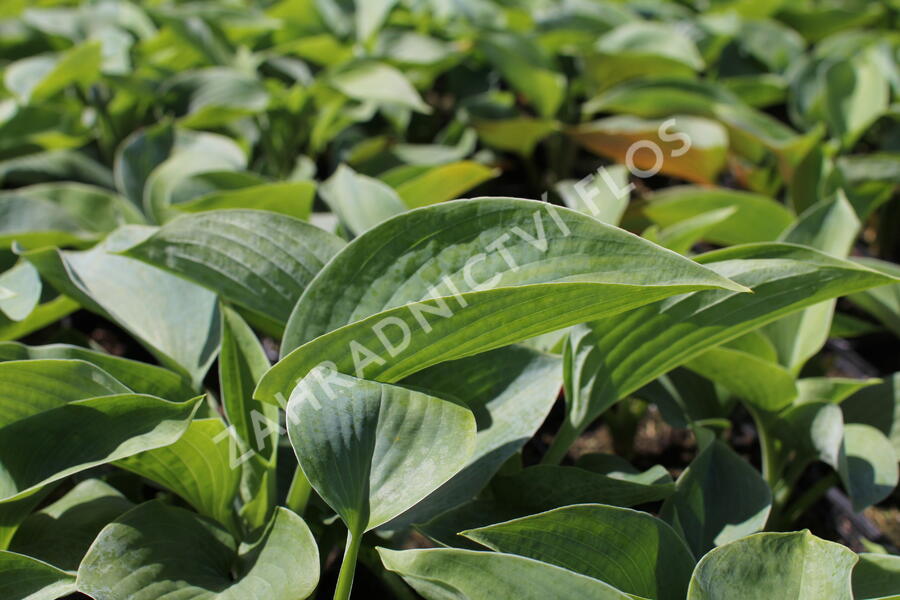 Bohyška 'Bressingham Blue' - Hosta 'Bressingham Blue'