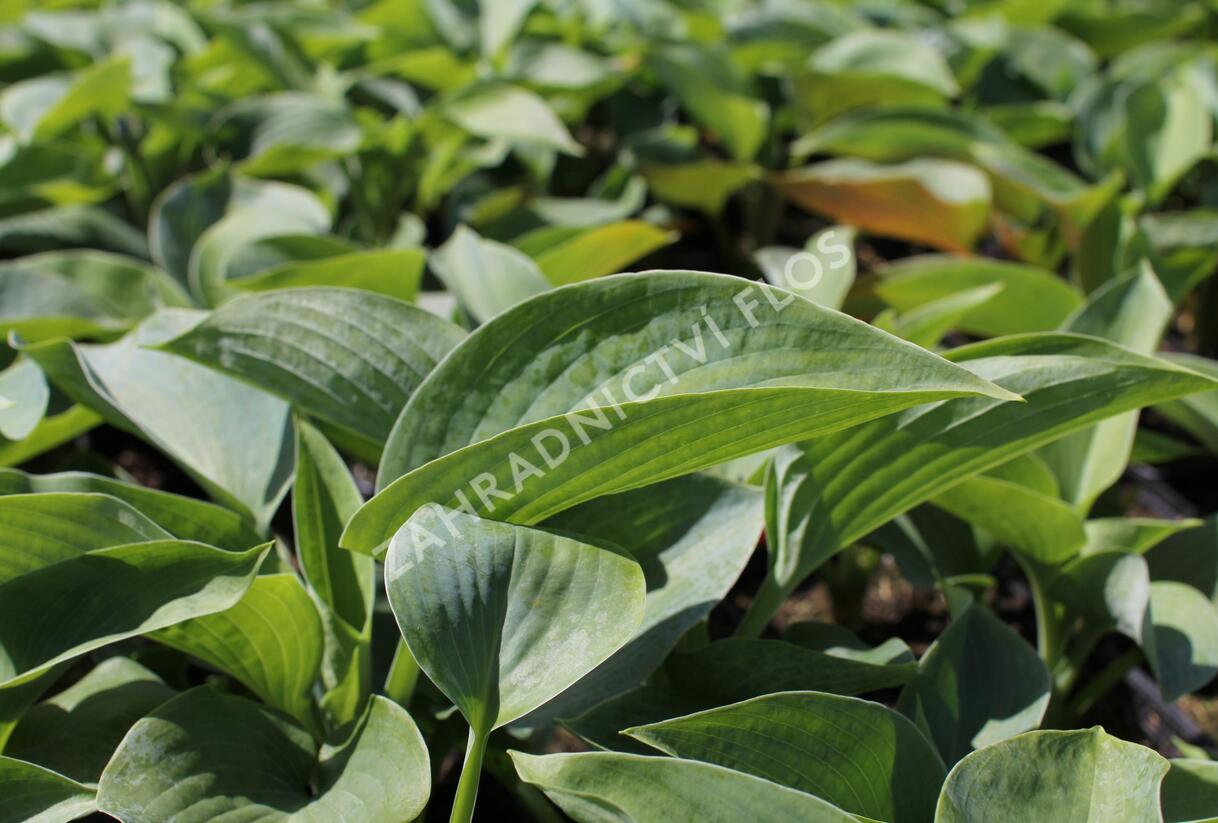 Bohyška 'Bressingham Blue' - Hosta 'Bressingham Blue'