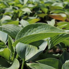 Bohyška 'Bressingham Blue' - Hosta 'Bressingham Blue'