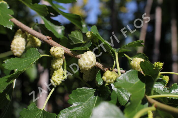 Morušovník bílý - Morus alba