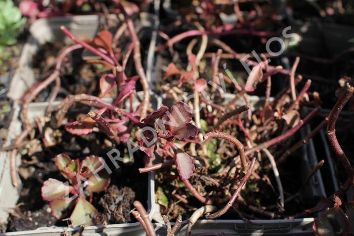 Rozchodník pochybný 'Purpur winter' - Sedum spurium 'Purpur winter'