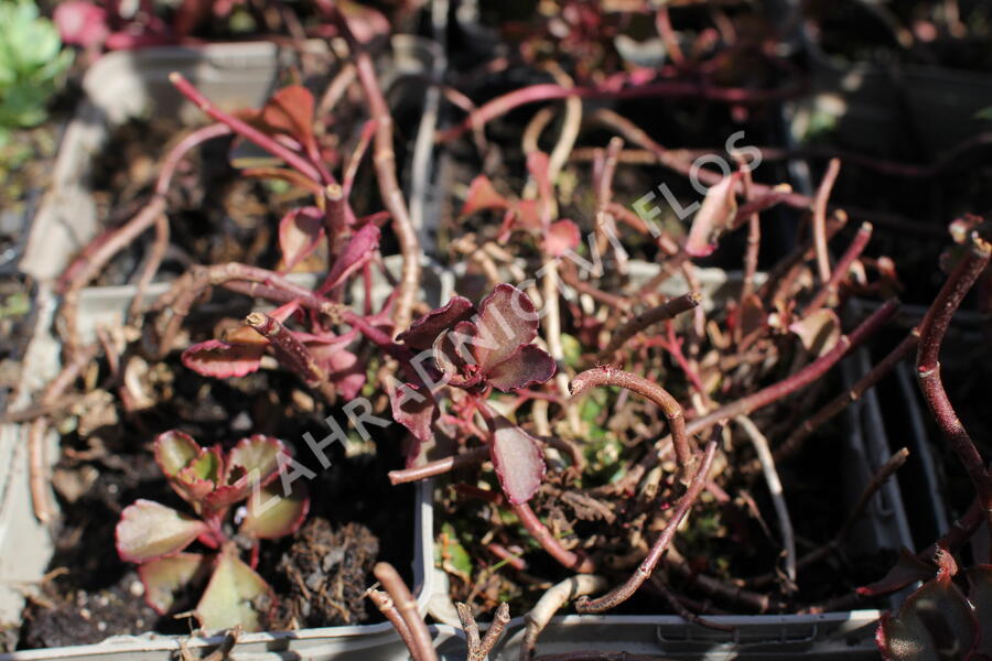 Rozchodník pochybný 'Purpur winter' - Sedum spurium 'Purpur winter'