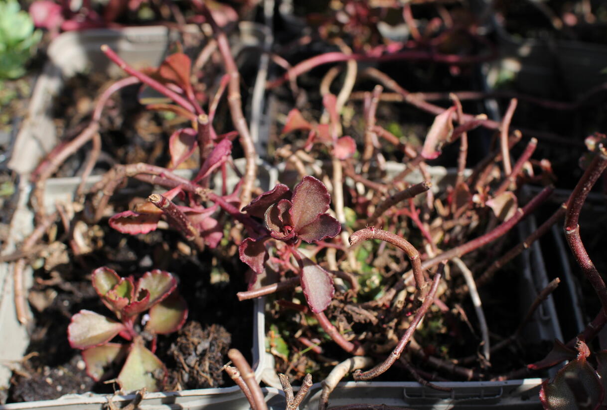 Rozchodník pochybný 'Purpur winter' - Sedum spurium 'Purpur winter'