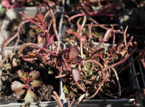 Rozchodník pochybný 'Purpur winter' - Sedum spurium 'Purpur winter'