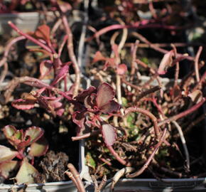 Rozchodník pochybný 'Purpur winter' - Sedum spurium 'Purpur winter'