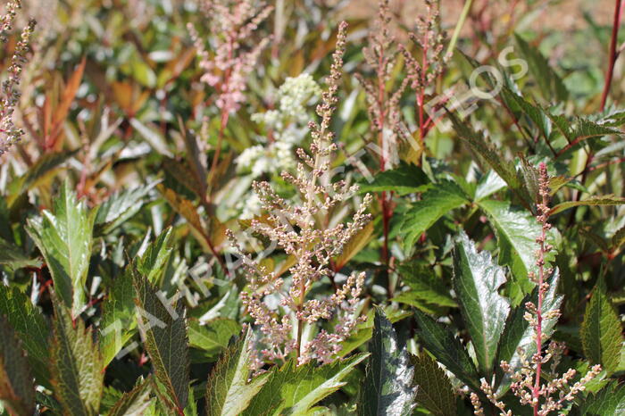 Čechrava Arendsova 'Erika' - Astilbe arendsii 'Erika'