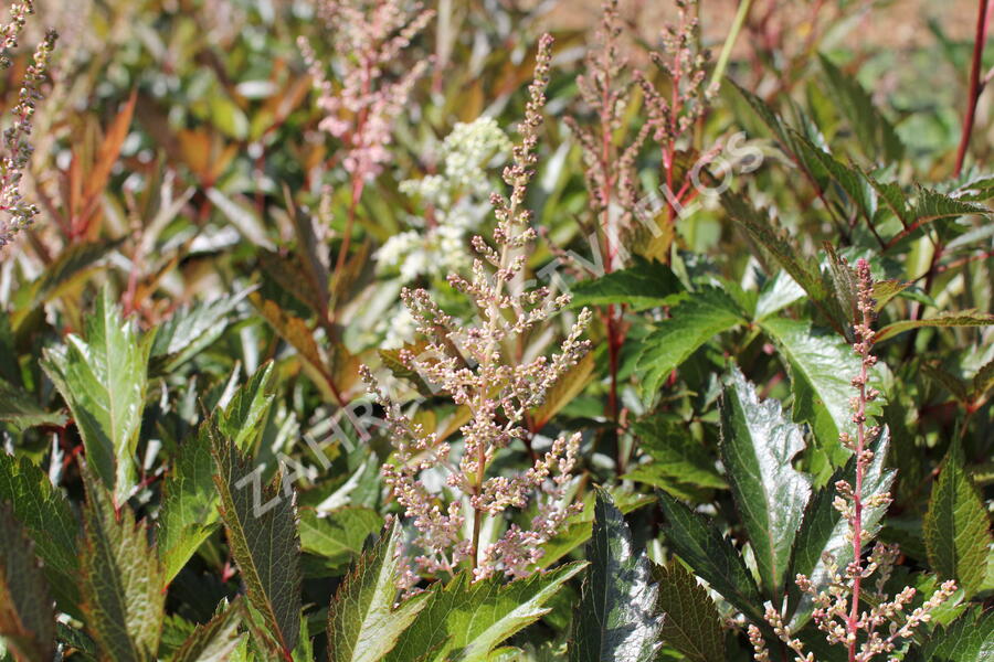 Čechrava Arendsova 'Erika' - Astilbe arendsii 'Erika'