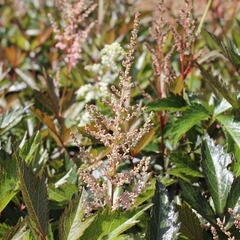 Čechrava Arendsova 'Erika' - Astilbe arendsii 'Erika'