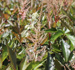 Čechrava Arendsova 'Erika' - Astilbe arendsii 'Erika'