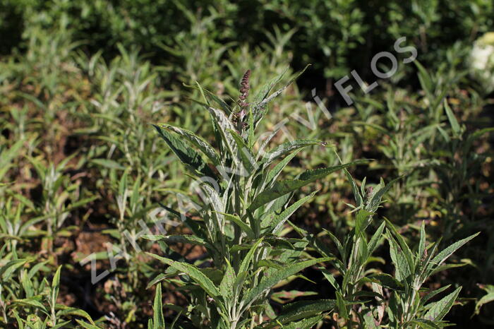 Motýlí keř, Komule Davidova 'Butterfly Tower' - Buddleja davidii 'Butterfly Tower'