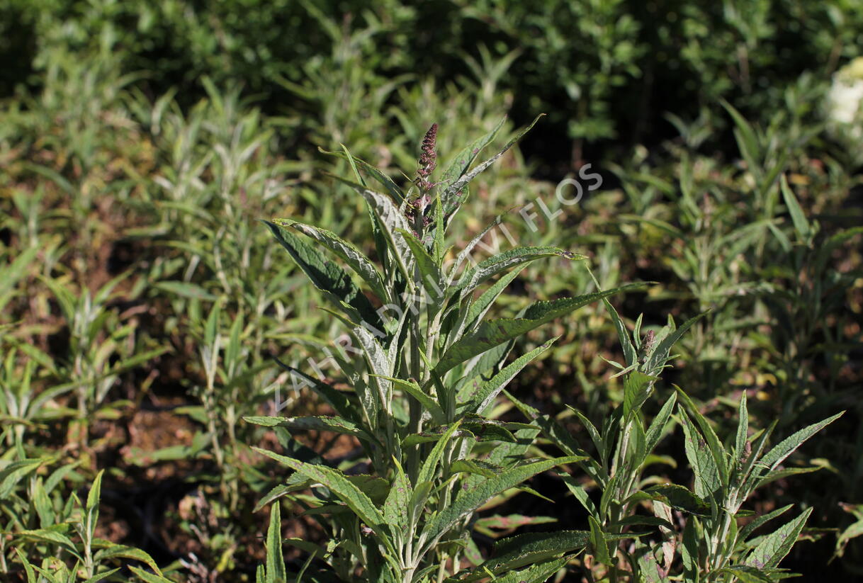 Motýlí keř, Komule Davidova 'Butterfly Tower' - Buddleja davidii 'Butterfly Tower'
