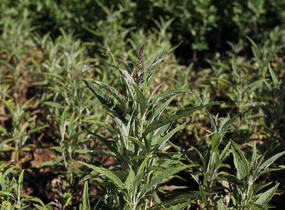 Motýlí keř, Komule Davidova 'Butterfly Tower' - Buddleja davidii 'Butterfly Tower'