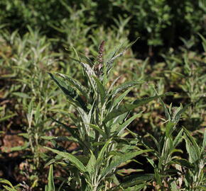 Motýlí keř, Komule Davidova 'Butterfly Tower' - Buddleja davidii 'Butterfly Tower'