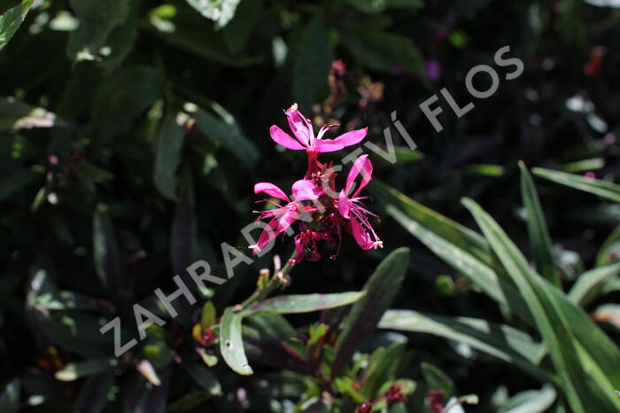 Svíčkovec 'Flamingo Pink' - Gaura lindheimeri 'Flamingo Pink'