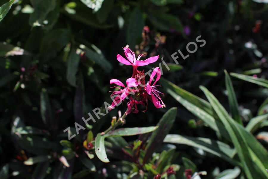 Svíčkovec 'Flamingo Pink' - Gaura lindheimeri 'Flamingo Pink'